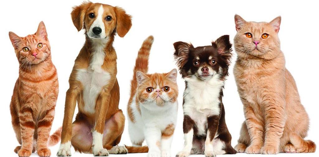 Доска объявлений о животных | ЗооТом - продажа, вязка и услуги для животных в Балахне