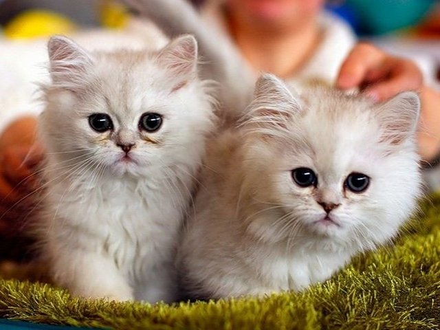 Породы кошек в Балахне | ЗооТом портал о животных