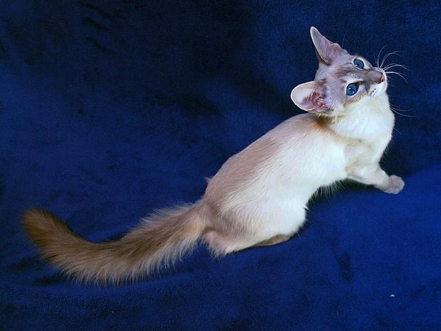 Выведенные породы кошек в Балахне | ЗооТом портал о животных