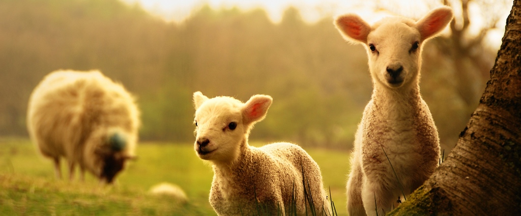 Объявления о сельскохозяйственных животных | ЗооТом - продажа, вязка и услуги для животных в Балахне