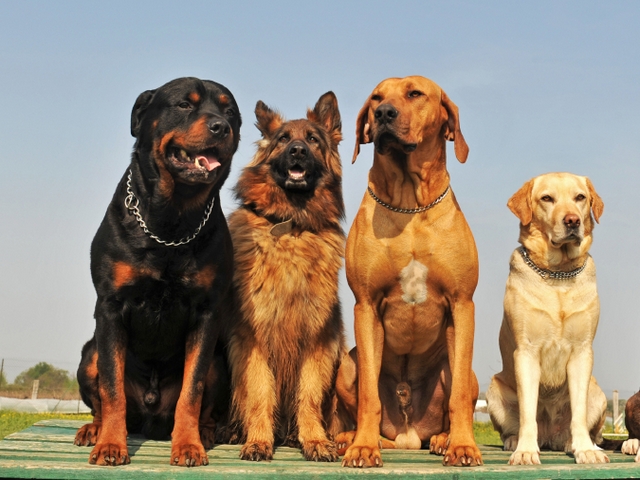 Крупные породы собак в Балахне | ЗооТом портал о животных