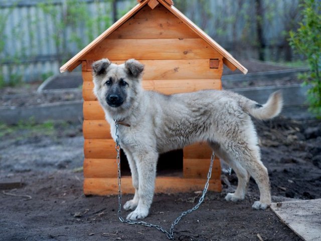 Все о собаках в Балахне
